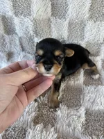 Toby, a male Yorkshire Terrier for sale in Dallas, TX – Photo 1 of 4