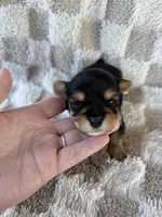 Toby, a male Yorkshire Terrier for sale in Dallas, TX – Photo 2 of 4