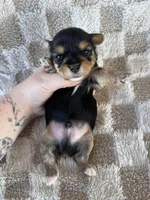 Toby, a male Yorkshire Terrier for sale in Dallas, TX – Photo 4 of 4