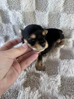 Toby, a male Yorkshire Terrier for sale in Dallas, TX – Photo 3 of 4