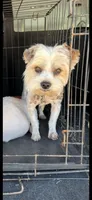 AKC Gucci , a male Yorkshire Terrier for sale in Spring, TX – 2 of 2