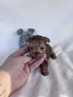 Tanner, a male Yorkshire Terrier for sale in Austin, TX – 6 of 6