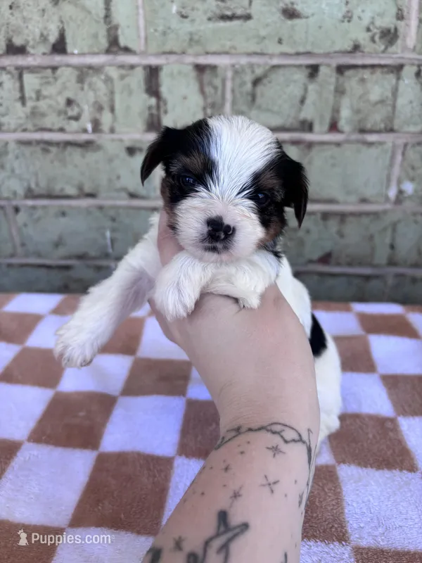 Calvin – Yorkshire Terrier puppy for sale in Houston, TX