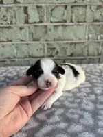 Calvin, a male Yorkshire Terrier for sale in Dallas, TX – Photo 5 of 8