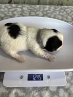 Calvin, a male Yorkshire Terrier for sale in Dallas, TX – Photo 8 of 8