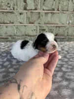 Calvin, a male Yorkshire Terrier for sale in Dallas, TX – Photo 3 of 8