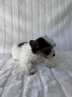AKC Calvin, a male Yorkshire Terrier for sale in Dallas, TX – 5 of 8