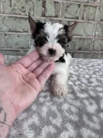 AKC Calvin, a male Yorkshire Terrier for sale in The Woodlands, TX – Photo 1 of 6