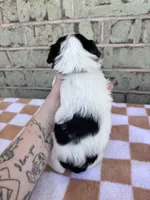 Calvin, a male Yorkshire Terrier for sale in Tulsa, OK – Photo 8 of 8