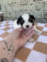 Calvin, a male Yorkshire Terrier for sale in Tulsa, OK – Photo 5 of 8