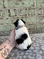 Calvin, a male Yorkshire Terrier for sale in Dallas, TX – Photo 7 of 8