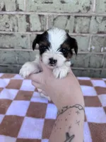 Calvin, a male Yorkshire Terrier for sale in Tulsa, OK – Photo 2 of 8