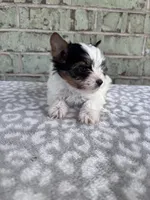 AKC Calvin, a male Yorkshire Terrier for sale in The Woodlands, TX – Photo 4 of 6