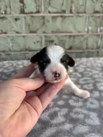 Calvin, a male Yorkshire Terrier for sale in Dallas, TX – Photo 2 of 8