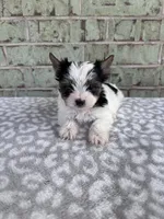 AKC Calvin, a male Yorkshire Terrier for sale in The Woodlands, TX – Photo 5 of 6