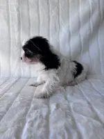 AKC Calvin, a male Yorkshire Terrier for sale in Dallas, TX – 7 of 8