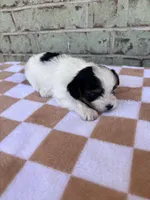 Calvin, a male Yorkshire Terrier for sale in Tulsa, OK – Photo 4 of 8