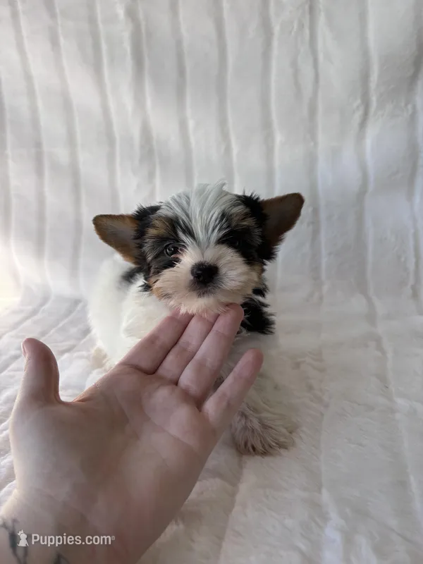 AKC Calvin – Yorkshire Terrier puppy for sale in Dallas, TX