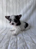 AKC Calvin, a male Yorkshire Terrier for sale in Dallas, TX – 6 of 8