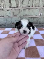 Calvin, a male Yorkshire Terrier for sale in Tulsa, OK – Photo 3 of 8