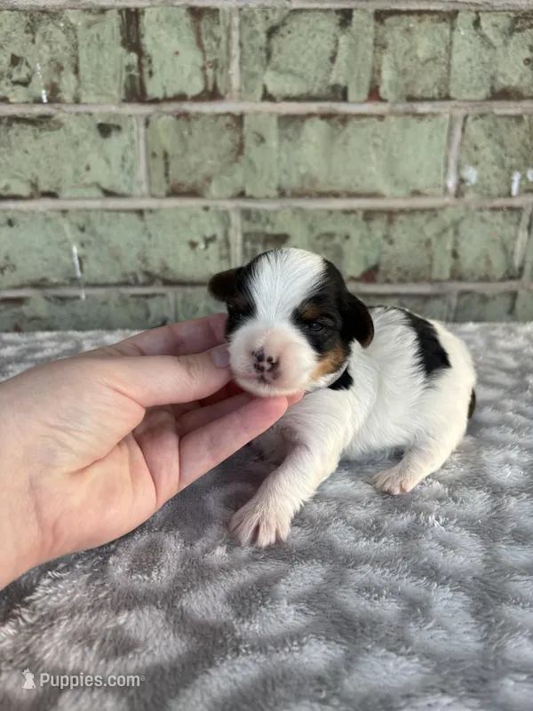 Calvin – Yorkshire Terrier puppy for sale in Dallas, TX