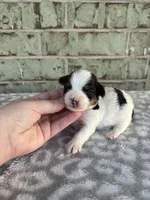 Calvin, a male Yorkshire Terrier for sale in Dallas, TX – Photo 1 of 8