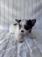 AKC Calvin, a male Yorkshire Terrier for sale in Dallas, TX – 3 of 8