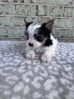 AKC Calvin, a male Yorkshire Terrier for sale in The Woodlands, TX – Photo 3 of 6