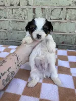 Calvin, a male Yorkshire Terrier for sale in Tulsa, OK – Photo 7 of 8