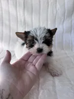 AKC Calvin, a male Yorkshire Terrier for sale in Dallas, TX – 4 of 8
