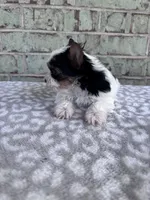 AKC Calvin, a male Yorkshire Terrier for sale in The Woodlands, TX – Photo 2 of 6