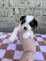 Calvin, a male Yorkshire Terrier for sale in Tulsa, OK – Photo 6 of 8