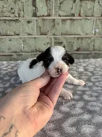 Calvin, a male Yorkshire Terrier for sale in Dallas, TX – Photo 4 of 8