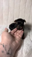 CKC Henry , a male Yorkshire Terrier for sale in Spring, TX – 3 of 6