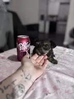 Hope, a female Yorkshire Terrier for sale in Houston, TX – 2 of 4