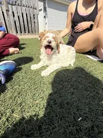 Puff, a female Miniature Goldendoodle for sale in New London, NC – Photo 3 of 6