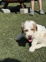 Puff, a female Miniature Goldendoodle for sale in New London, NC – Photo 4 of 6