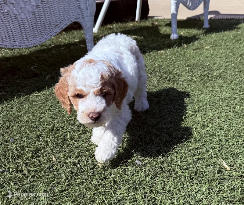 Puff, a female Miniature Goldendoodle for sale in New London, NC – Photo 1 of 6