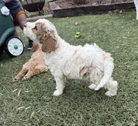 Puff, a female Miniature Goldendoodle for sale in New London, NC – Photo 2 of 6