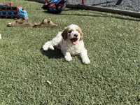 Puff, a female Miniature Goldendoodle for sale in New London, NC – Photo 5 of 6