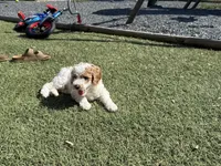 Puff, a female Miniature Goldendoodle for sale in New London, NC – Photo 6 of 6