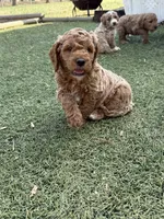 OJ , a male Miniature Goldendoodle for sale in New London, NC – Photo 4 of 5