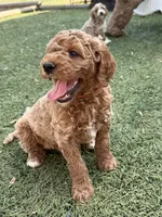 OJ , a male Miniature Goldendoodle for sale in New London, NC – Photo 2 of 5