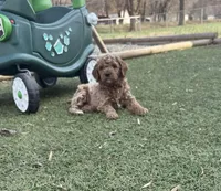 OJ , a male Miniature Goldendoodle for sale in New London, NC – Photo 1 of 5