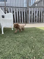 OJ , a male Miniature Goldendoodle for sale in New London, NC – Photo 5 of 5