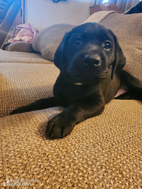 Dorothy  – Labrador Retriever puppy for sale in Pilot Mound, IA
