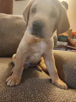 Maximus, a male Labrador Retriever for sale in Pilot Mound, IA – 5 of 8