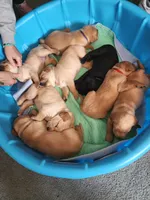 Daisy, a female Labrador Retriever for sale in Pilot Mound, IA – 7 of 8