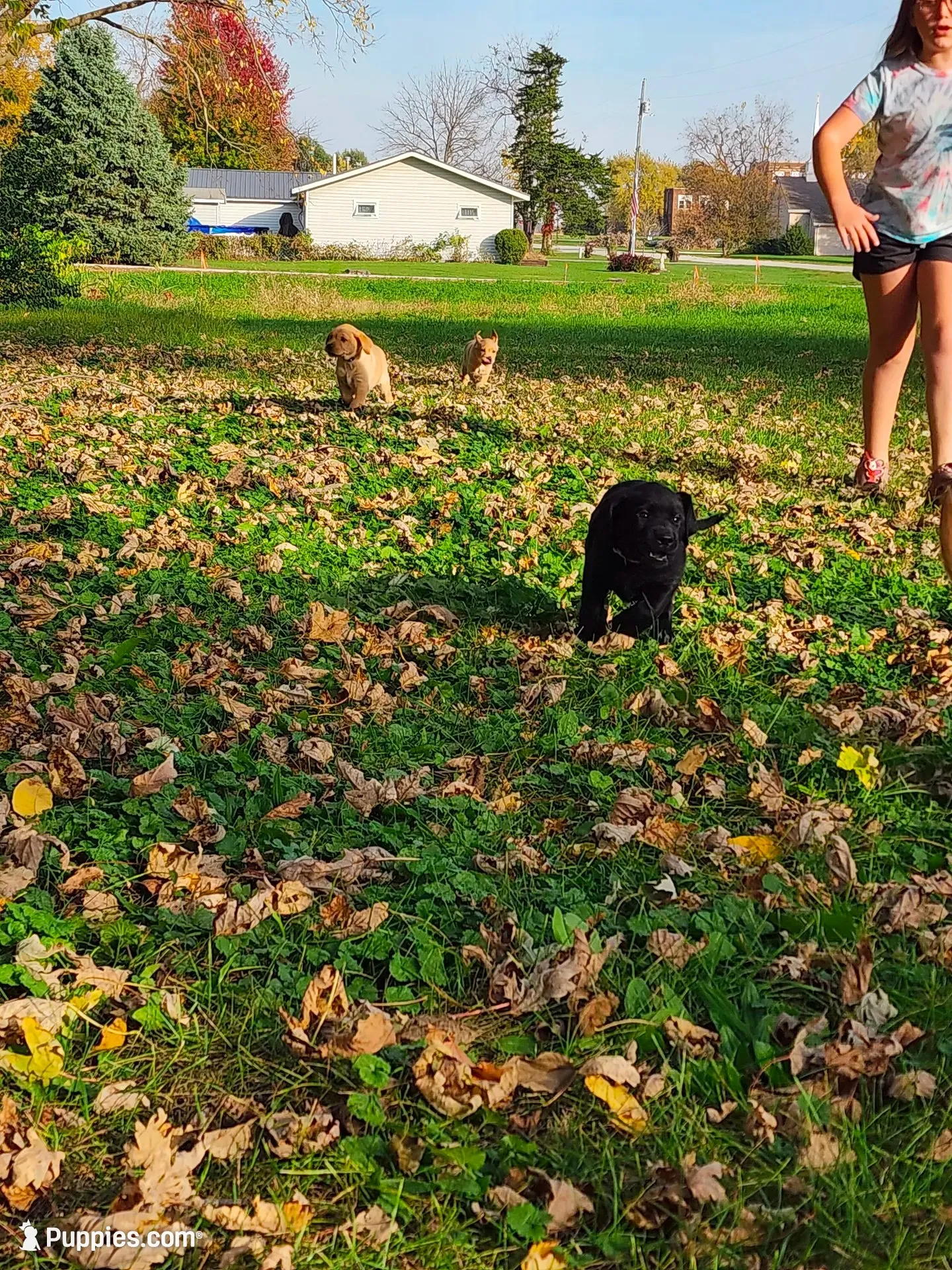Dorothy , a female Labrador Retriever for sale in Pilot Mound, IA – 4 of 7