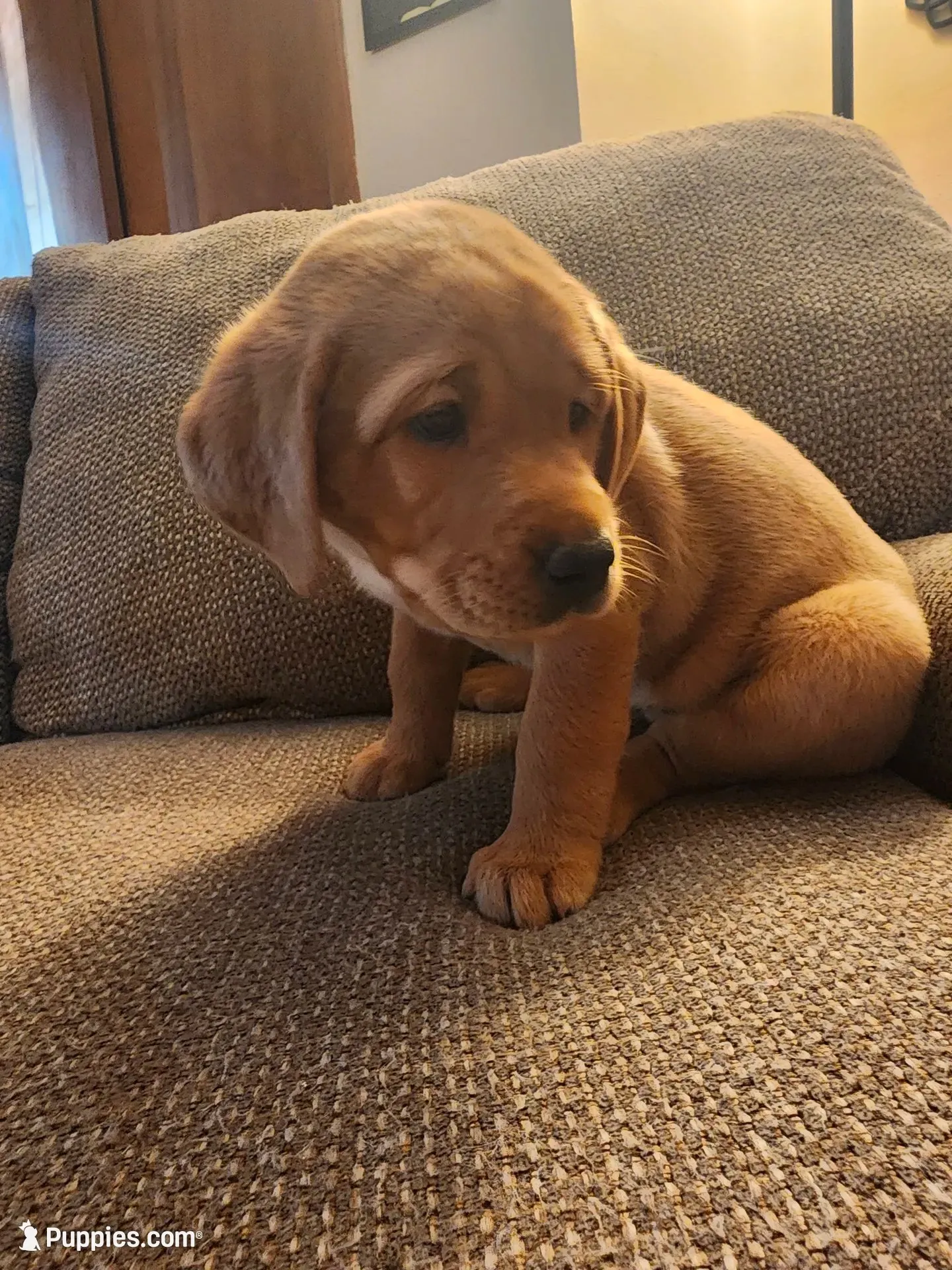 Daisy, a female Labrador Retriever for sale in Pilot Mound, IA – 2 of 8